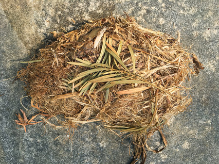 Squirrels' nest fallen on cement ground