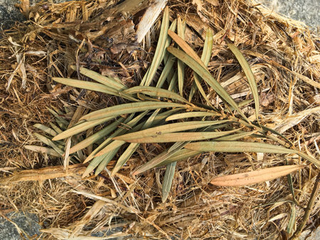 Squirrels' nest fallen on cement groundの写真素材