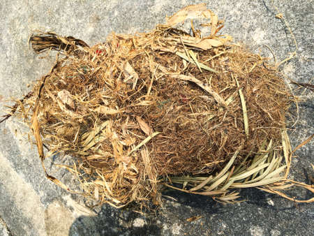 Squirrels' nest fallen on cement groundの写真素材