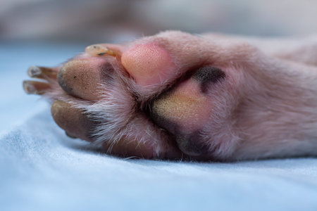 Jack Russell Terrier's has  bruise on foot, Blue sheet background, Close up & Macro shot, Selective...
