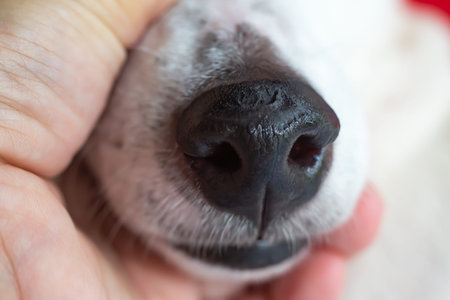 Jack Russell Terrier's has wounds on black nose, White background, Close up & Macro shot, Selective focus, Dog body parts conceptの写真素材