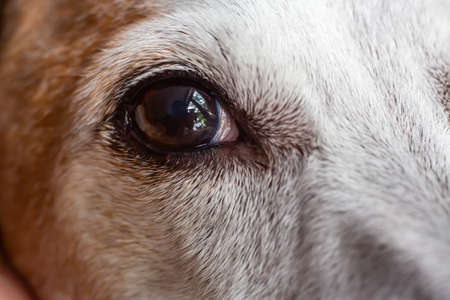 Jack Russell Terrier's right eye looking for something, Close up & Macro shot, Selective focus, Dog body parts conceptの写真素材