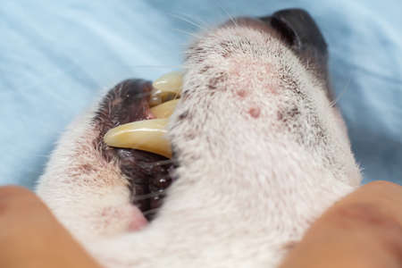 Jack Russell Terrier's dental calculus and dental plaque, Blue sheet background, Close up & Macro shot, Selective focus, Oral hygiene in dentistry conceptの写真素材