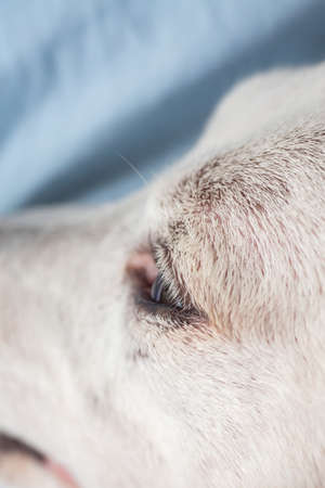 Jack Russell Terrier's left eyelash looking for something, Close up & Macro shot, Selective focus, Dog body parts conceptの写真素材