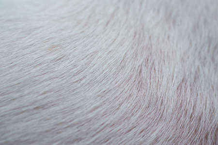 Jack Russell Terrier's white fur, Close up & Macro shot, Selective focus, Animal hair, Dog body parts conceptの写真素材
