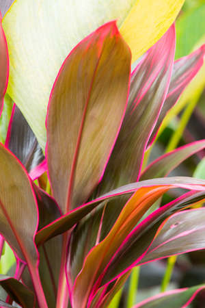Cordyline leaves Cordyline fruticosa, Cordyline terminalis or Ti plant, Red leaf texture backgroundの写真素材