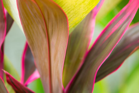 Cordyline leaves Cordyline fruticosa, Cordyline terminalis or Ti plant, Red leaf texture backgroundの写真素材