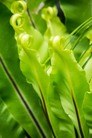 Green leaf texture background, Green leaf pattern, Birdâ€™s nest fern, Asplenium nidus