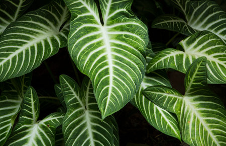 Green leaf texture background,  Green Caladium patternの写真素材