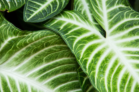 Green leaf texture background,  Green Caladium patternの写真素材