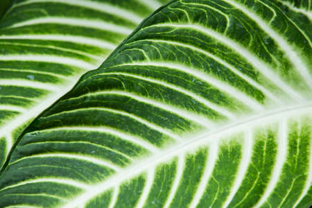 Green leaf texture background,  Green Caladium patternの写真素材
