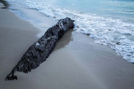 Deadwood on sand beach, Gulf of thailandの写真素材