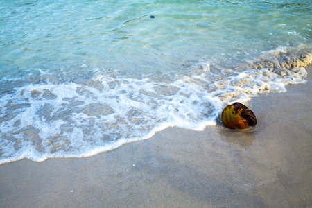 Coconut on sand beach, Gulf of thailandの写真素材