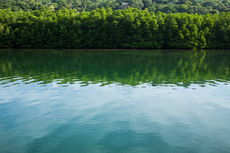 Water ripples with trees, River ripples, Abstract water texture backgroundの写真素材