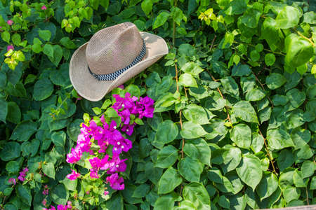 Hat in bougainvillea gardenの写真素材