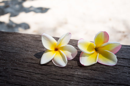 Frangipani flowers on wood