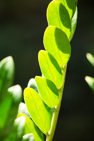 Zamioculcas zamiifolia leaves, Green leaves pattern
