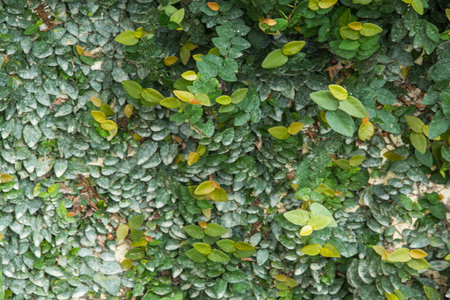 Blur Coatbuttons or Mexican daisy on the wall, texture backgroundの写真素材