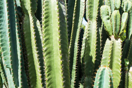 Cactus texture background, Close upの写真素材