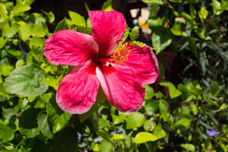 Hibiscus flowers, Close upの写真素材