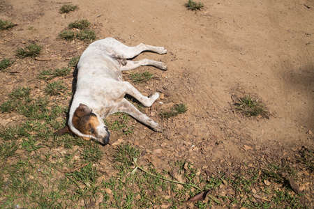 Dog sleep on ground, Street dog thaiの写真素材
