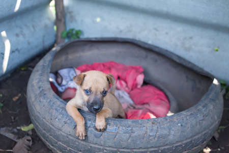 Puppy dog thai in tireの写真素材