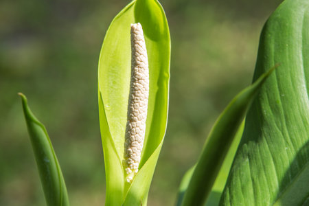 Dieffenbachia  flower, White flowerの写真素材