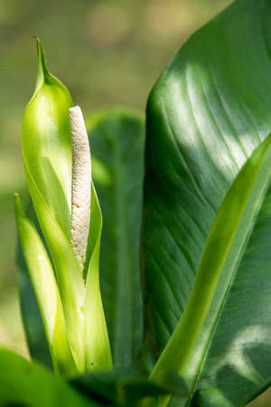 Dieffenbachia  flower, White flowerの写真素材