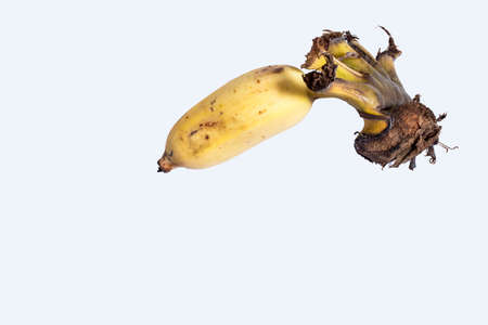 Cultivated banana isolated on white backgroundの写真素材