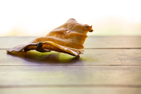 Dog bone, Ate Dog treats, Rawhide dog chews bitten on wooden table texture in bokeh green garden,...