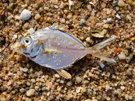 Dead fish on the beach, Close up and Macro shot, Sea environmental pollution concept