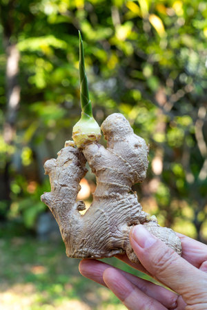 Woman's right hand holding Fresh ginger root or rhizome grows in bokeh green garden background,...