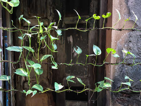 Golden pothos or Epipremnum aureum cling onto Rusty barbed wire fence or Old Barbwire in vintage house background, Close up shot, Selective focus, Safety conceptの写真素材