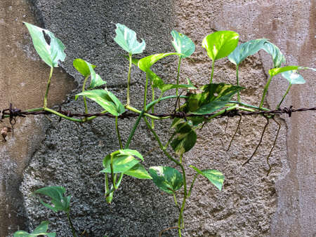 Golden pothos or Epipremnum aureum cling onto Rusty barbed wire fence or Old Barbwire in vintage cement house background, Close up shot, Selective focus, Safety conceptの写真素材