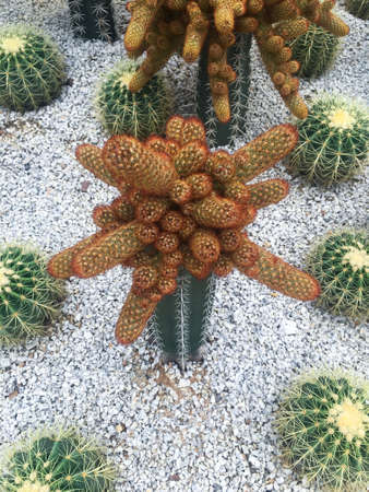Cactus, Sugar palm leaf in white stone garden, Creativity design leavesの写真素材