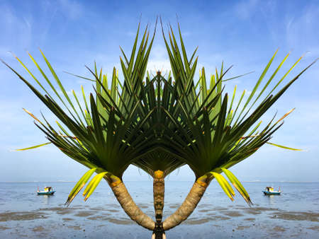 Tropical green palm tree in the beach, blue sky, Abstract natural background, Tree creativity pattern graphic designの写真素材