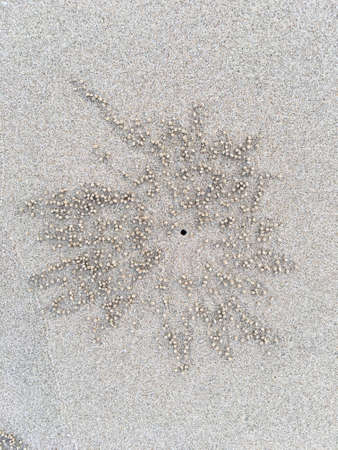 Crab nest, Circle and hole pattern in sand beach texture, Abstract background conceptの写真素材