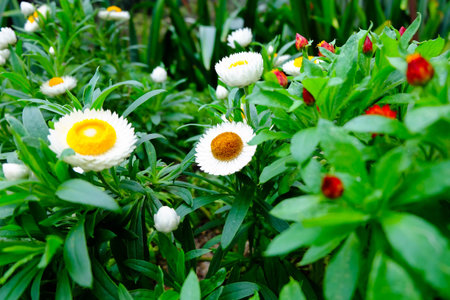 Close up view of flowers