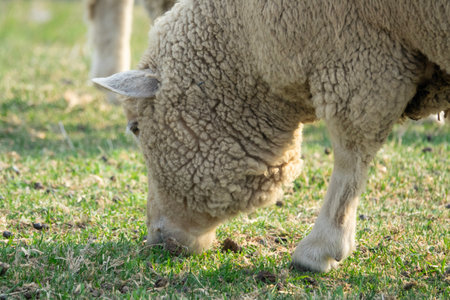 Sheep grazing on a meadow in the springtime, close-upの写真素材