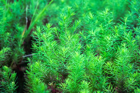 Close-up of aquatic plants on the pondの写真素材