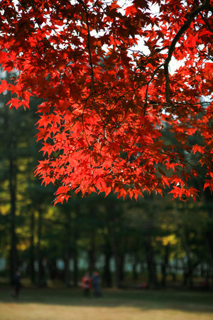 Maple leaves in the autumn season, closeup of photo.