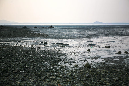View of the wetland at the seaside in the afternoon