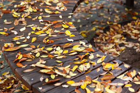 Fallen leaves on a wooden bench in the park after rain. Autumn season.の写真素材