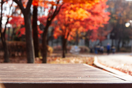 Wooden bench in the autumn park with red maple leaves