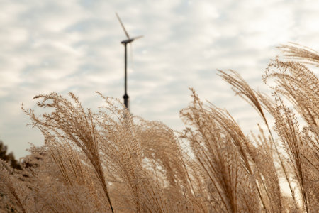 Wind turbine in the field of reeds on a cloudy day during sunsetの写真素材