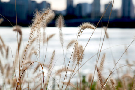 Grass flower on the background of the city and the river.の写真素材