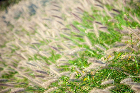 Grass flower in the meadow, soft focus and blur.