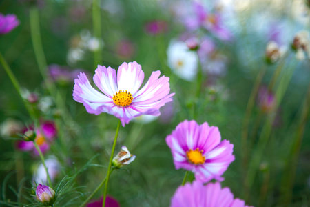 Cosmos flowers in the garden with modern buildings in the background.の写真素材