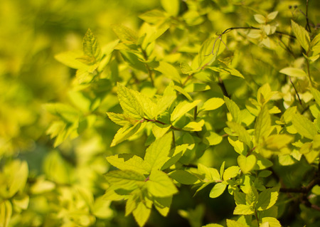 Background from yellow tree branches.の写真素材