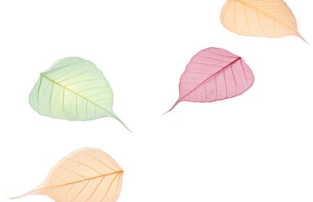 Autumn falls background template. Skeletonized colorful leaves on whiteの写真素材